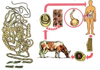 Per un elminto molto comune, la tenia bovina, una mucca funge da ospite intermedio e una persona è l'ultima. 
