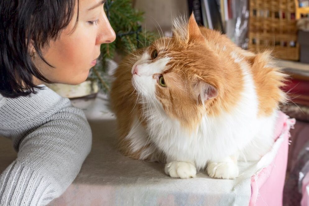Animali domestici