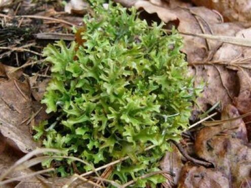 cetraria dai parassiti nel corpo