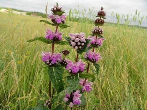 pianta di minerale di ferro dai parassiti nel corpo