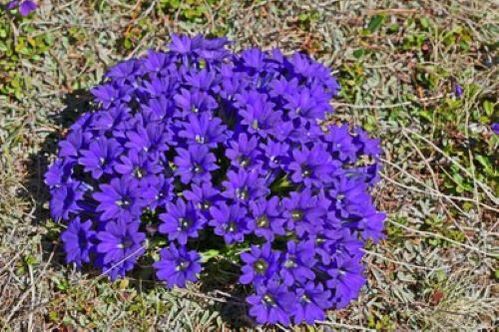 radice della febbre dai parassiti nel corpo