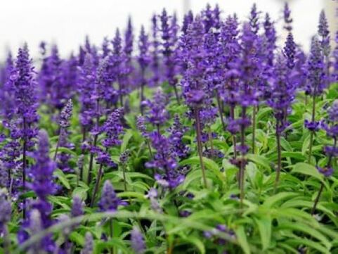 salvia dai parassiti nel corpo