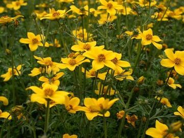 una serie di parassiti nel corpo