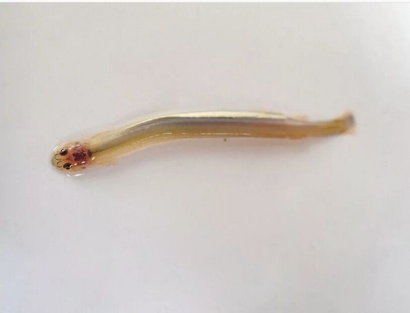 Wandellia baffuto - un pericoloso pesce parassita