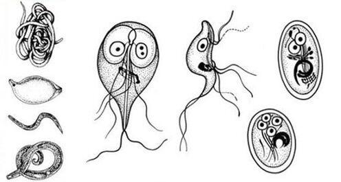 I parassiti più semplici nel corpo umano
