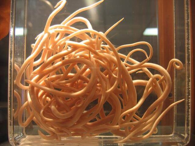 I nematodi sono vermi appartenenti alla classe dei nematodi. 