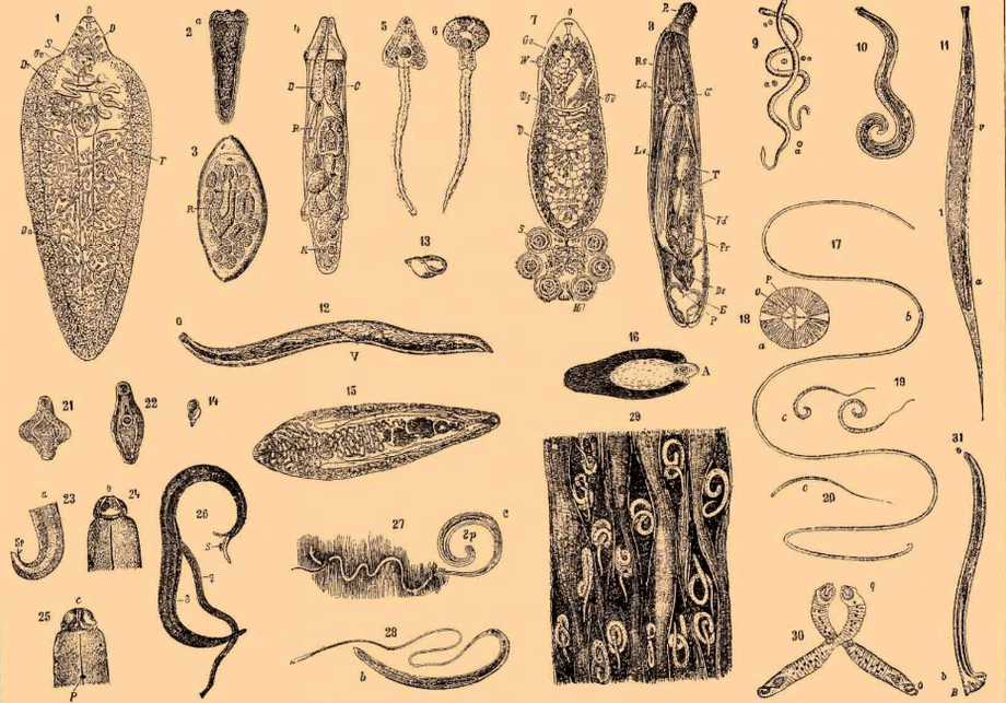 Tipi di vermi che vivono nel corpo
